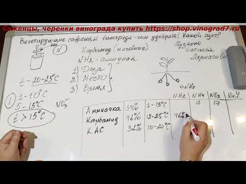 Видео: Чем подкормить вегетирующие саженцы винограда? В какой форме дать азотные удобрения и почему?