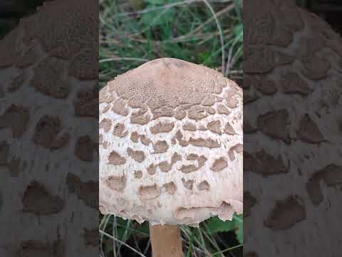 Видео: Сърнела,обикновена Сърнела,Macrolepiota procera,вкусна,ядлива гъба,Сулица,Средна гора.