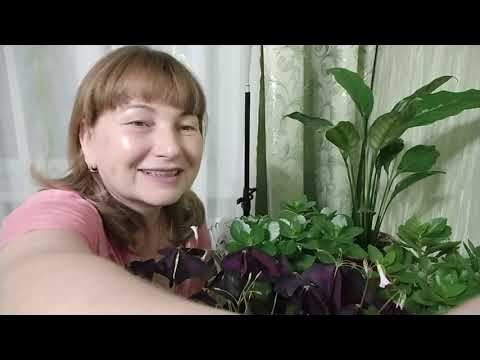 Видео: Комнатные цветы ! Орхидея в открытой системе !! Вязаный бактус !