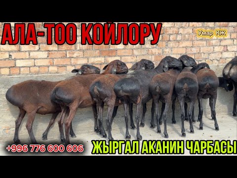 Видео: Мыкты Чарбакер Агабыздын Койлорунан 10 Баш Сатылат👍🔥🙋🏻‍♂️🚚✅