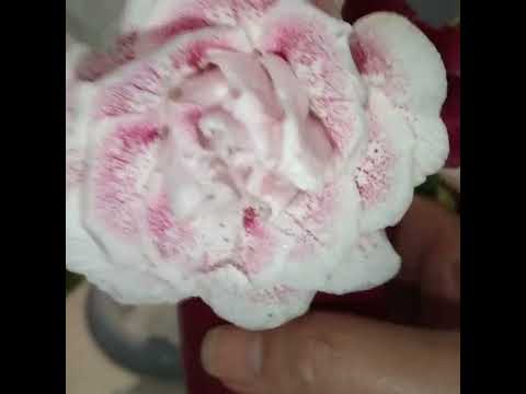 Видео: #247 Новые расцветки сеянцев глоксинии