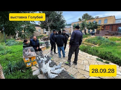 Видео: Выстовка Голубей 29.09.25