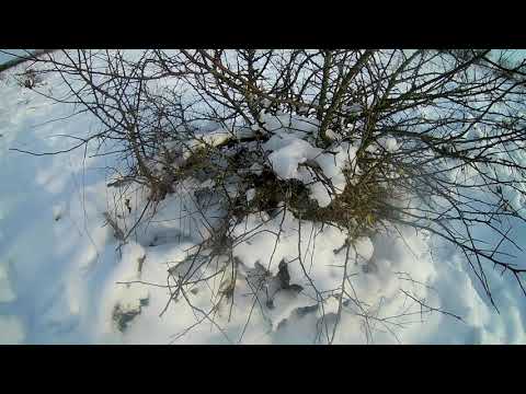 Видео: охота на зайца 2021. заяц в яме!!!