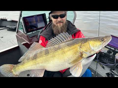 Видео: Как поймать трофейного судака?