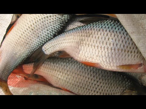 Видео: БЕШЕНЫЙ КЛЕВ НА  БЕЗМОТЫЛКУ! ВОТ ЭТО РЫБАЛКА!!!