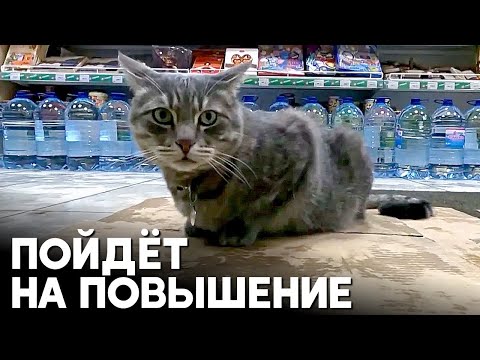 Видео: Кота Сергея, «уволенного» из магазина в Зеленоградске, возьмут на другую работу