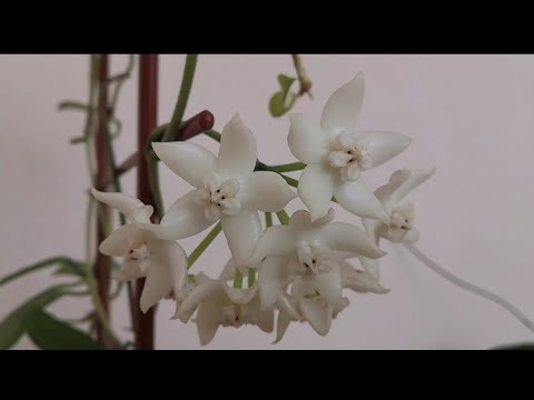 Видео: Цветут хойи : Griffithii, Patella, Mathilde и др. 💚