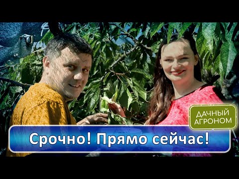 Видео: СРОЧНО В ИЮЛЕ! Обязательные работы в саду и огороде