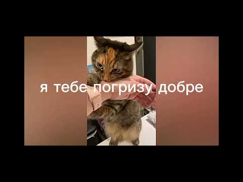 Видео: меми с котами