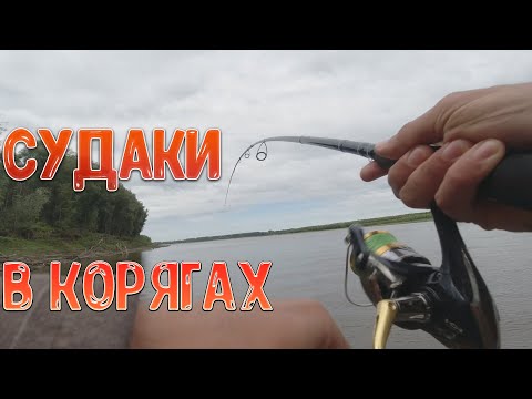 Видео: Рыбалка на Оби с Константином Кузьминым Часть 2 - Ловим судака