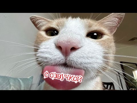Видео: Приколы с котами! С ОЗВУЧКОЙ! УГАРНЫЕ смешные коты с собаками! Самые смешные животные!
