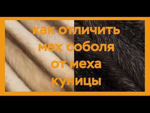 Видео: Как отличить мех соболя от меха куницы