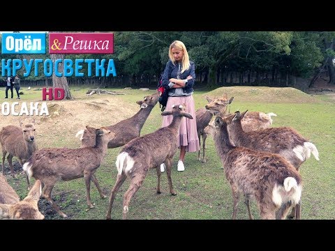 Видео: Орёл и Решка. Кругосветка - Осака. Япония (1080p HD)