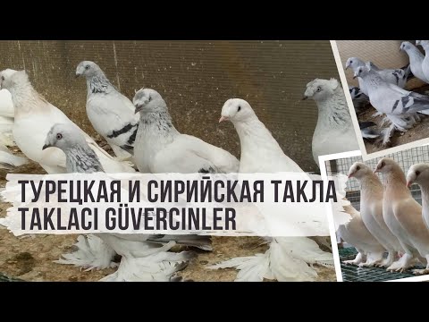 Видео: Турецкая и сирийская такла. Taklacı güvercinler. Top collection of pigeons.