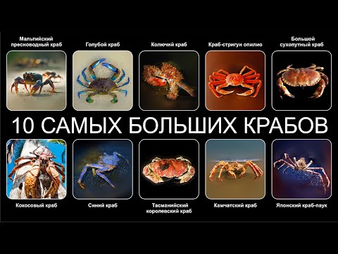 Видео: Топ 10 САМЫХ БОЛЬШИХ КРАБОВ