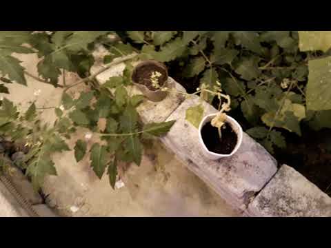 Видео: Помидоры и огурцы зимой. Теплица в подвале