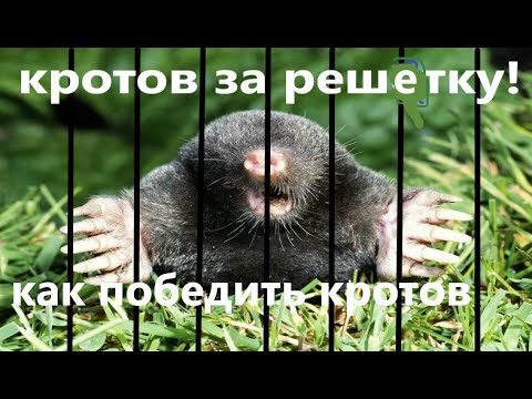 Видео: Как избавится от кротов! Теплые грядки!!