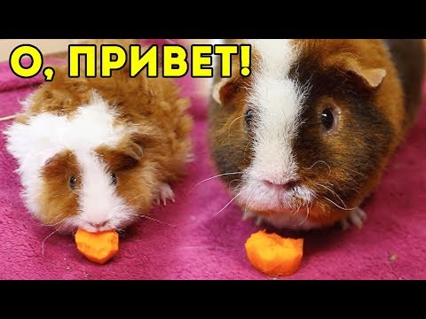 Видео: ЗНАКОМСТВО ТОЛИКА И КУЗИ! Как Познакомить Морских Свинок / SvinkiShow