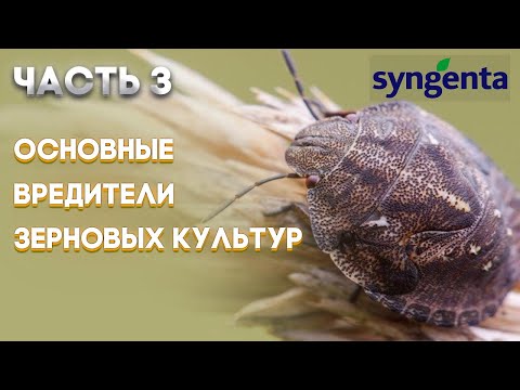 Видео: | ЗЕРНОВЫЕ ЧАСТЬ 3 | Основные вредители зерновых культур и меры борьбы с ними |SYNGENTA |
