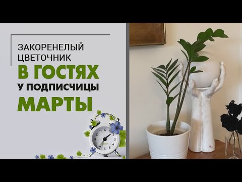 Видео: В гостях у Марты. Питерская квартира, достойная восхищения