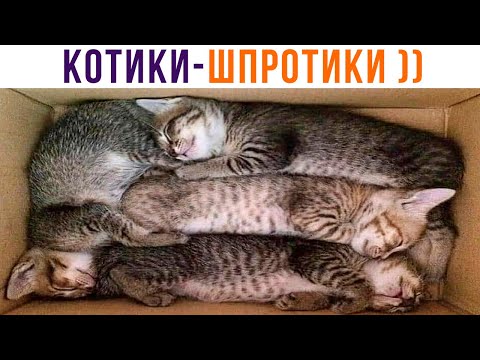 Видео: КОТИКИ-ШПРОТИКИ))) Приколы с котами | Мемозг 923