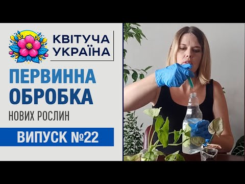 Видео: Комнатные растения. Входящая обработка от вредителей.