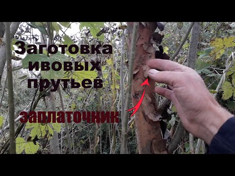 Видео: Заготовка ивовых прутьев Ива белая,заплаточник