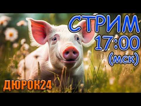 Видео: Стрим ДЮРОК24 | 13 сентября | Свиноводческие посиделки !
