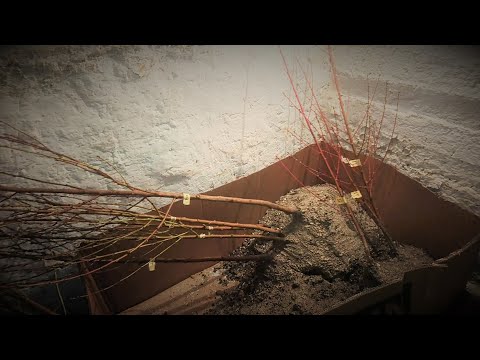 Видео: Как сохранить саженцы до весны
