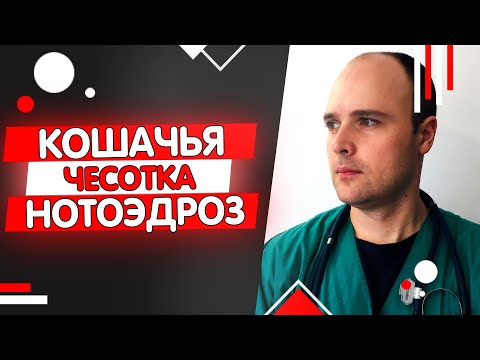 Видео: Кошачья чесотка или нотоэдроз кошек
