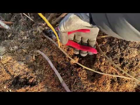 Видео: Формуємо кущі Лохини обрізкою!