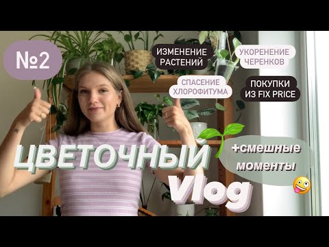 Видео: 🌱 Обзор растений, спасение хлорофитума, покупки из Fix Price 🛍️ | Цветочный VLOG №2 | Июнь’23