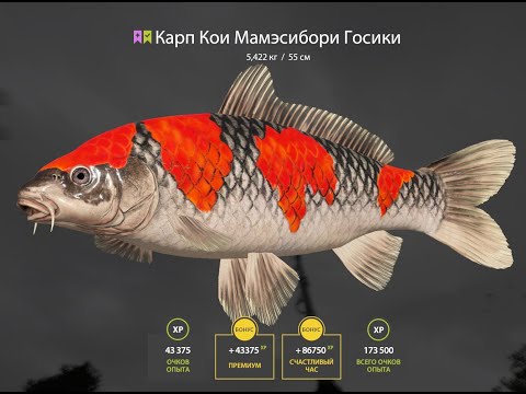 Видео: Русская Рыбалка 4. Медное !!!