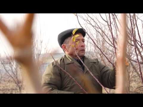 Видео: Буридани нихоли себ