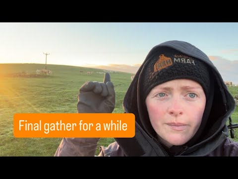 Видео: Овцы готовы к спариванию!