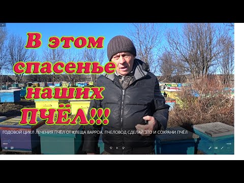 Видео: ГОДОВОЙ ЦИКЛ ЛЕЧЕНИЯ ПЧЁЛ ОТ КЛЕЩА ВАРРОА, ПЧЕЛОВОД СДЕЛАЙ ЭТО И СОХРАНИ ПЧЁЛ