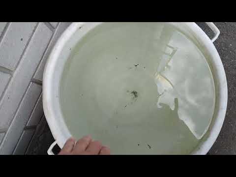 Видео: Що у воді після дощу ?