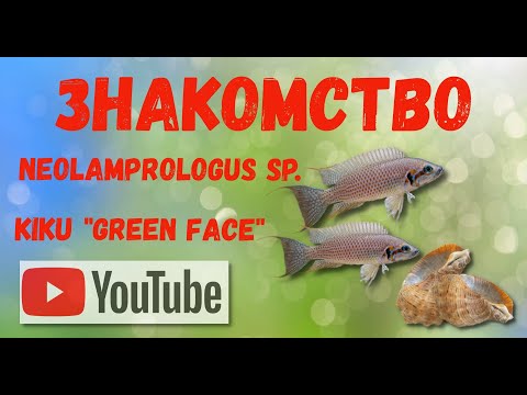Видео: Принцесса озера Танганьика