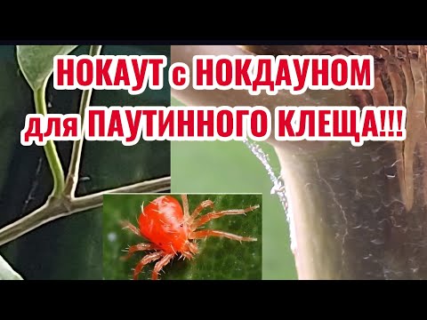 Видео: СТОП КЛЕЩ! Самые ЭФФЕКТИВНЫЕ препараты! Комплексное лечение и подход! 05.11.2025г.