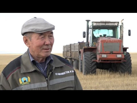 Видео: Трудовая династия посвятила жизнь аграрному делу в СКО