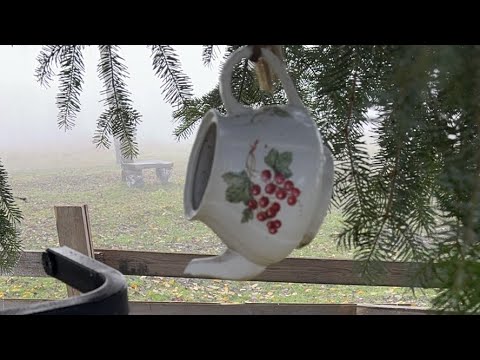 Видео: Будни отшельника  в прямом эфире!#кормушкадляптиц #туман