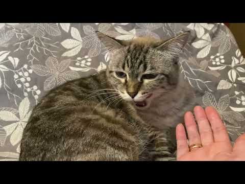 Видео: НАШИ ЛЮБИМЫЕ ПИТОМЦЫ😘😍