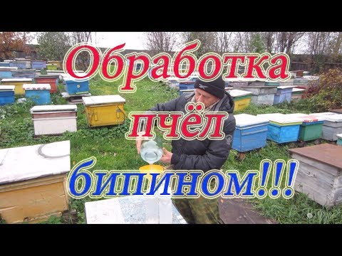 Видео: ОСЕННИЕ РАБОТЫ НА ПАСЕКЕ, подготовка пчёл в зиму и ОБРАБОТКА БИПИНОМ. Beekeeping.🔥🔥🔥