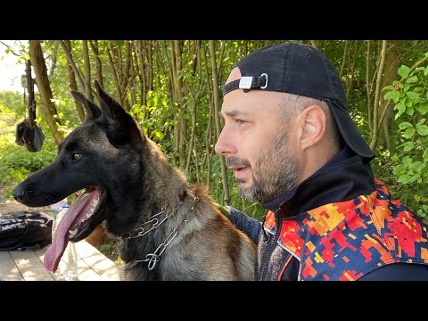 Видео: Щенок малинуа Челси. Как изменилась бельгийская овчарка спустя год.  Промо видео.