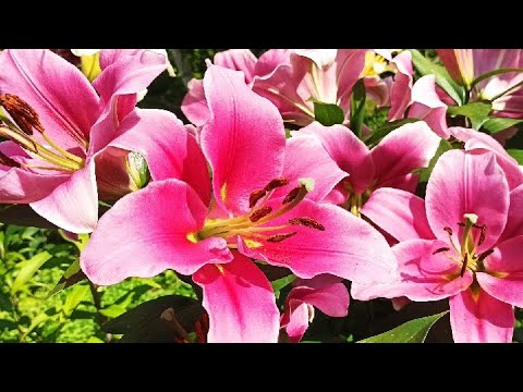 Видео: Мой заказ луковиц лилий- гигантов ОТ-ГИБРИДОВ на сайте Ольга- flowers from Europe.