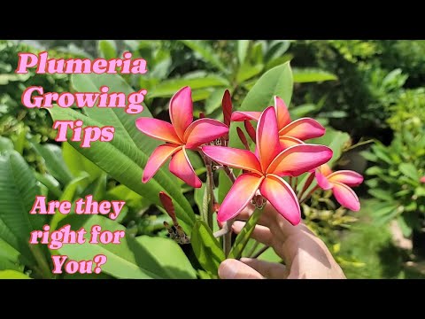 Видео: Советы по выращиванию плюмерии. Подойдут ли они вам?