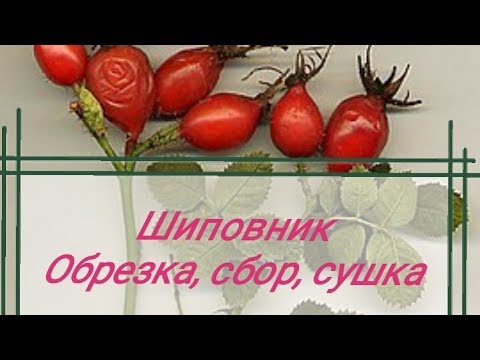 Видео: ШИПОВНИК. Правила обрезки и сушки.
