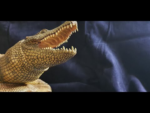 Видео: Крокодил из дерева.1 часть (резьба по дереву). Crocodile made of wood. wood carving.