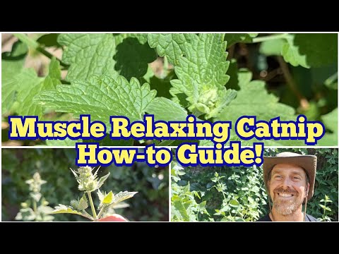 Видео: Как использовать кошачью мяту — определение, сбор, обработка, хранение, применение, приготовление...