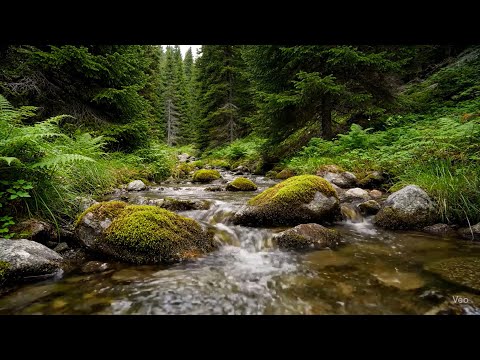 Видео: Река течет птиц, щебежающих | Нежная природа звучит ASMR для сна и глубокого расслабления | 3 часа